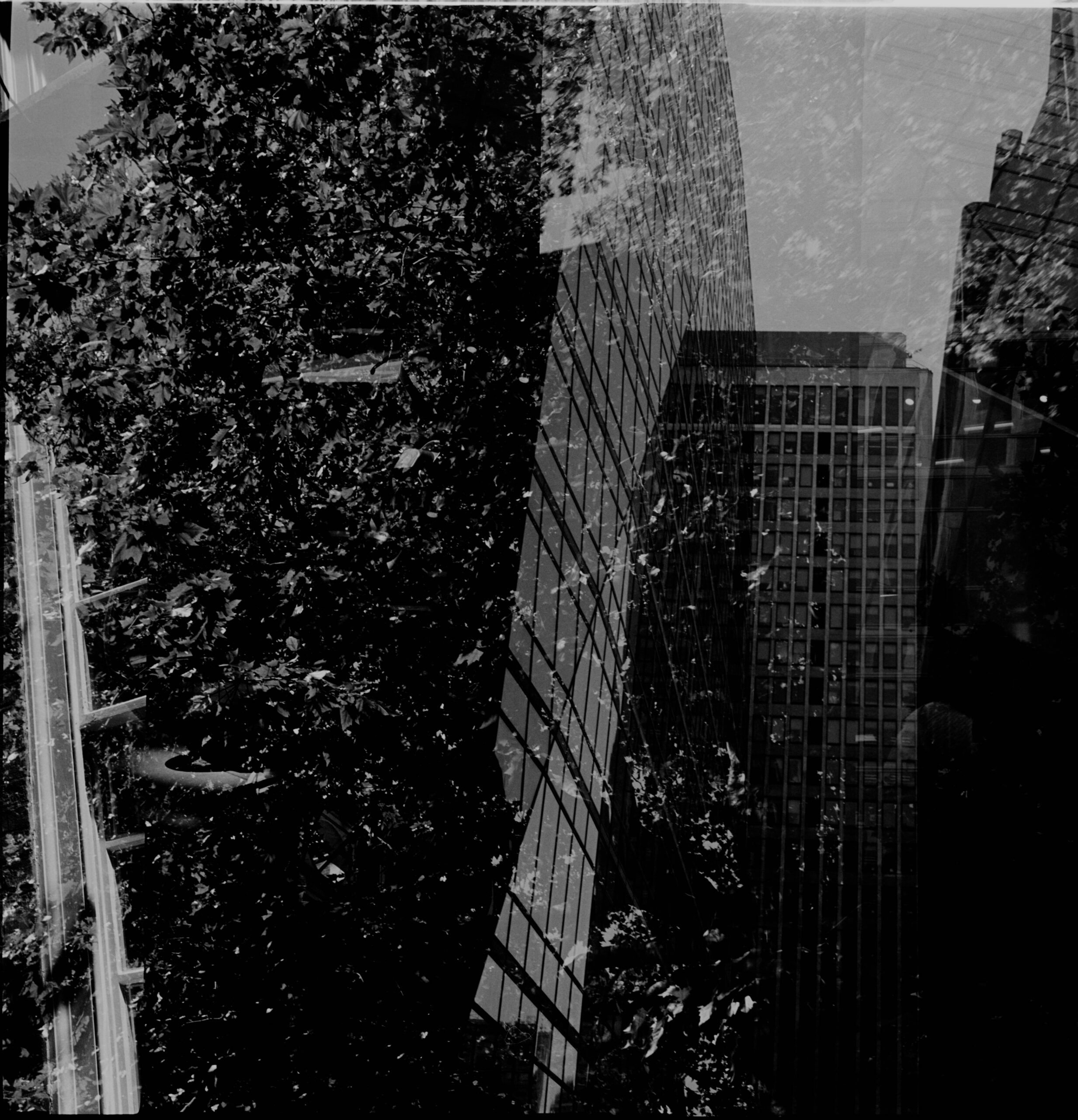 Layered black-and-white reflections of trees and modern office buildings
