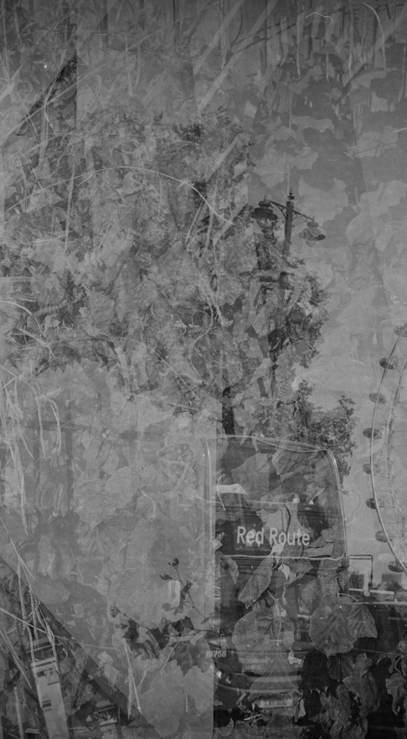 Monochrome layered foliage and street scene