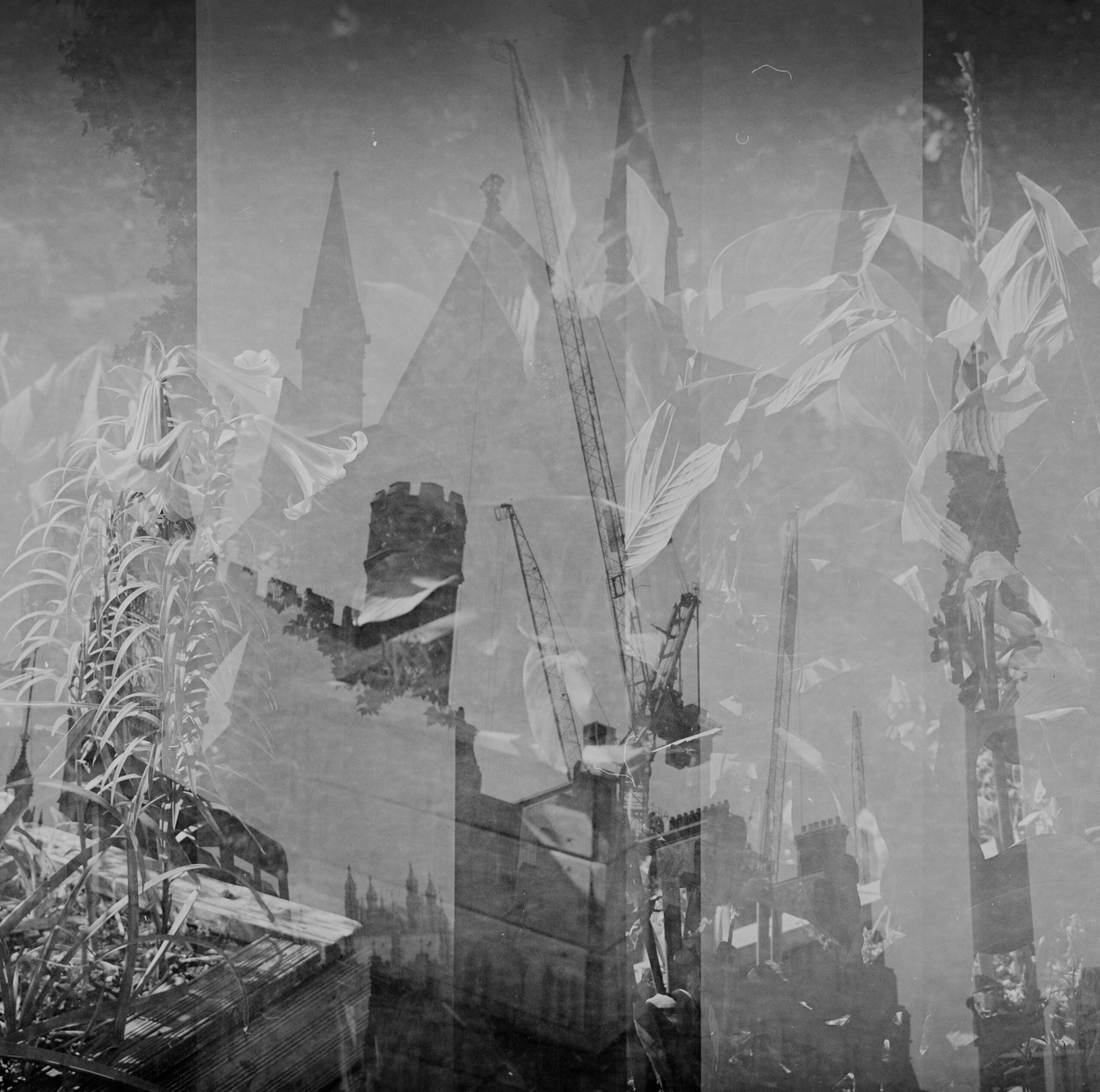 Monochrome double exposure of flowering plants, church spires, and cranes
