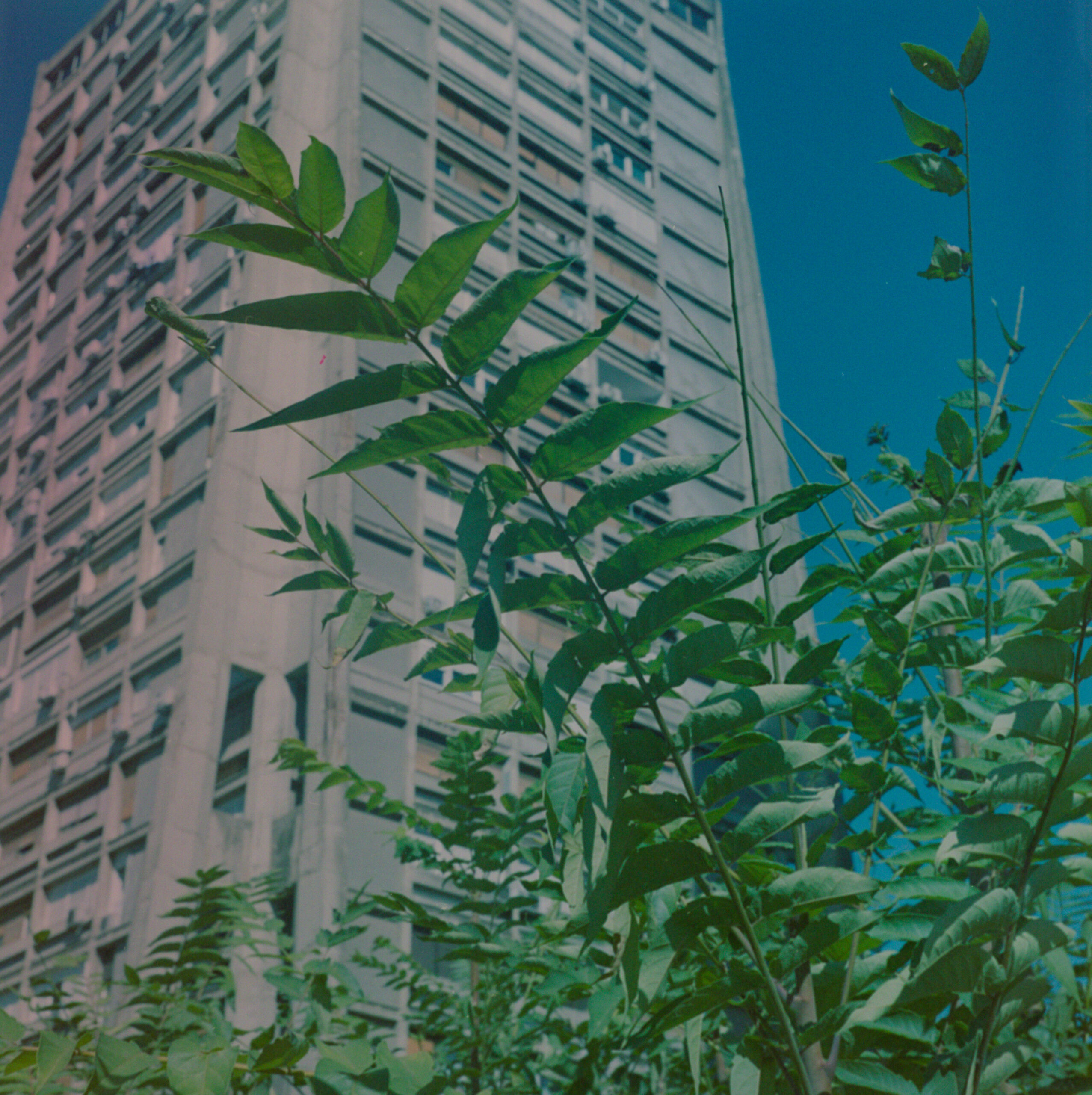 Leafy plants in front of a Zagreb high-rise building